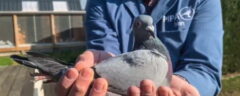 کبوتر زیبای بلژیکی با قیمت ۱.۲ میلیون پوند گرانقیمت ترین پرنده جهان شد + ویدیو