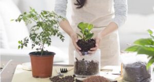 ۷ گیاه آپارتمانی با خواص دارویی را بشناسید