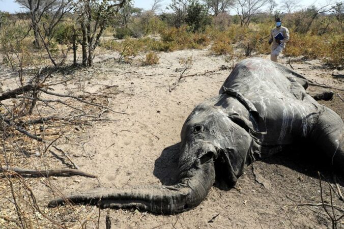 آیا ویروس مرموز کشنده فیل های آفریقا می تواند کابوسی دیگر برای انسان ها باشد؟