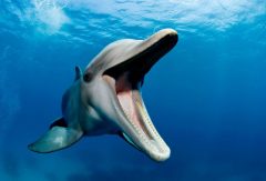 دلفین های جاسوسی و انتحاری