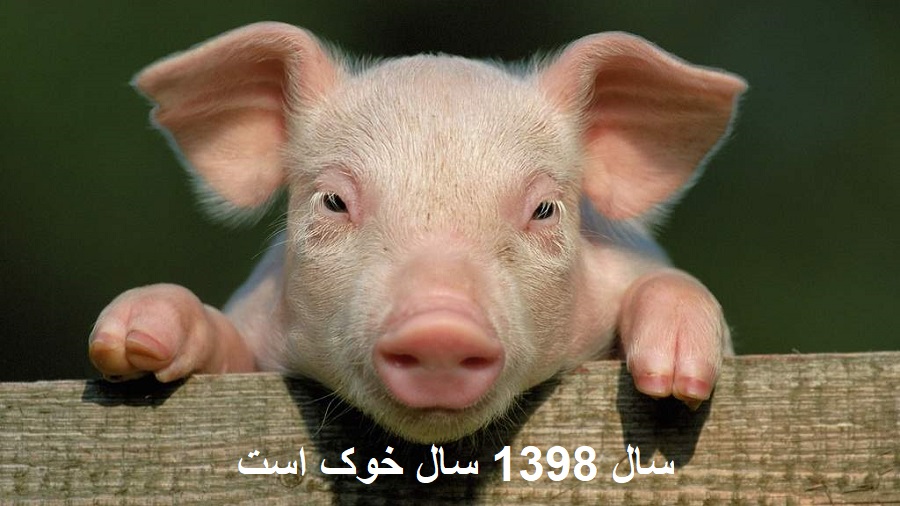 حیوان سال ۹۸ خوک است