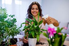 آیا گیاهان آپارتمانی واقعاً هوای خانه را تصفیه می کنند؟