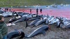 قتل عام دلفین ها در دانمارک