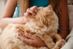 شرایط نگهداری از گربه : بایدها و نباید‌های رفتار با گربه‌ها
